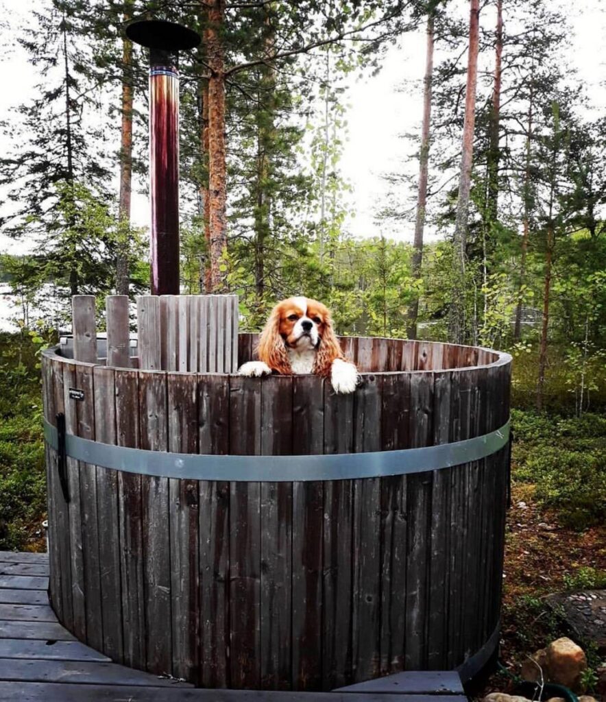 Chien Cavalier King Charles Spaniel dans un bain nordique en bois, paisiblement posé sur le rebord, au milieu d'une forêt verdoyante.